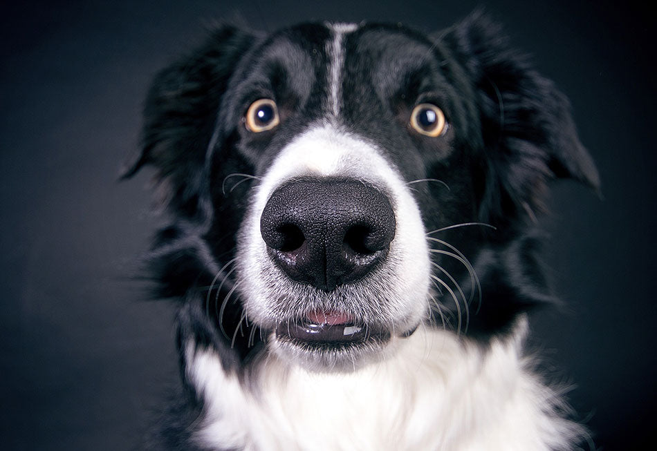 Best Treats for Dogs with Allergies - Hypoallergenic Dog Treats