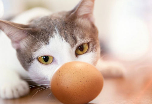 Cracking the Truth: Can Cats Eat Eggs?