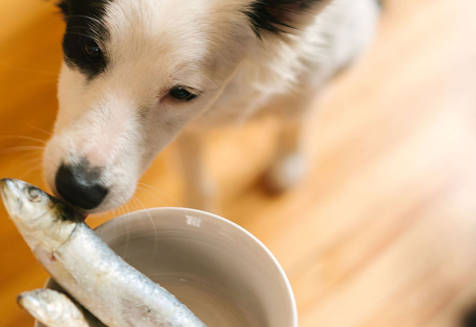 Can My Dog Eat Sardines?