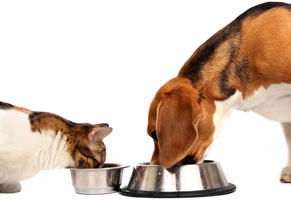 Do Dogs & Cats Need Taurine In Their Food?