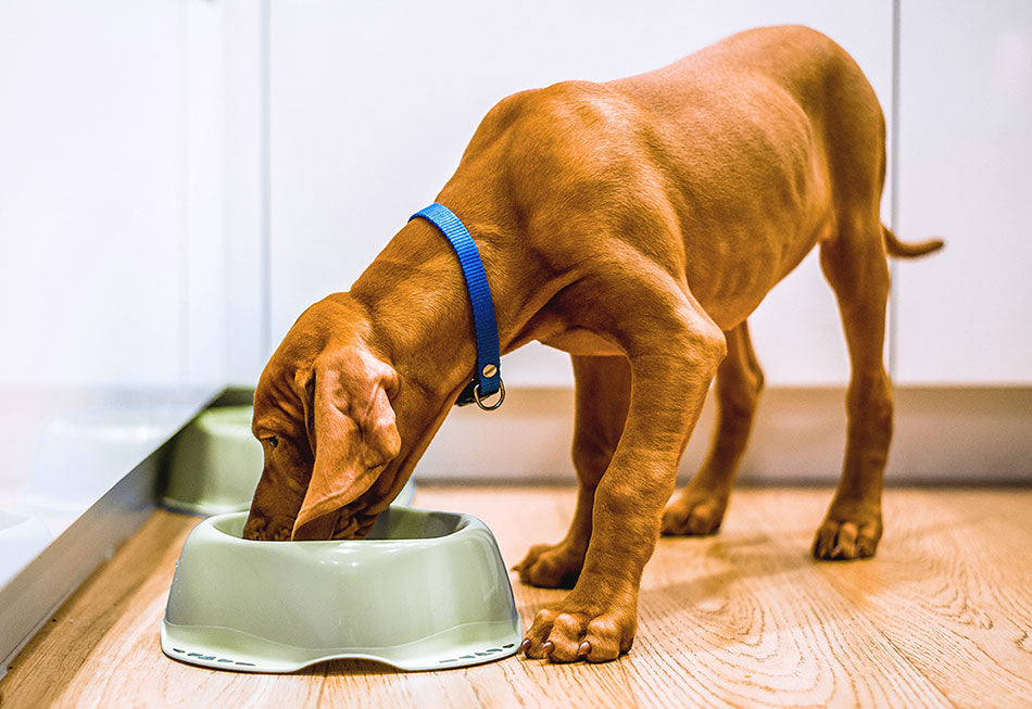 Dog Gut Health & How to Improve It
