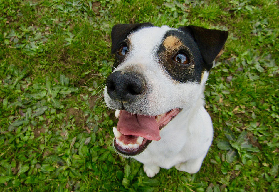 Easy & Natural Ways to Clean Your Dog's Teeth
