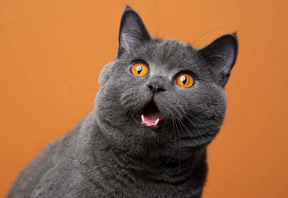 Fats & Cats: The Fatty Acid Guide to Your Cat's Diet