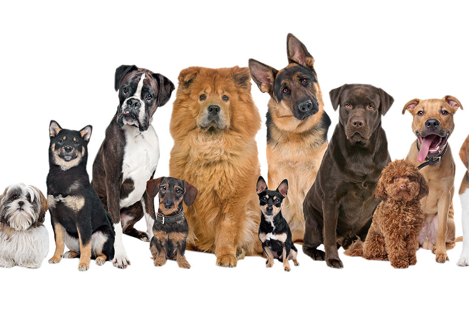 How Do You Know If Your Dog Has a Food Intolerance?