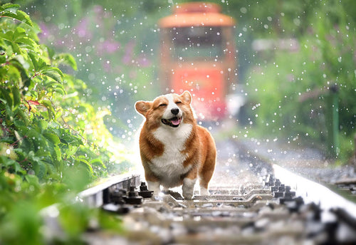 Sustainable Pet Treats for Dogs