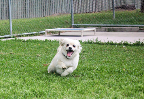 Why Does My Dog Turn Into a Maniac After Eating? Unpacking the Zoomies