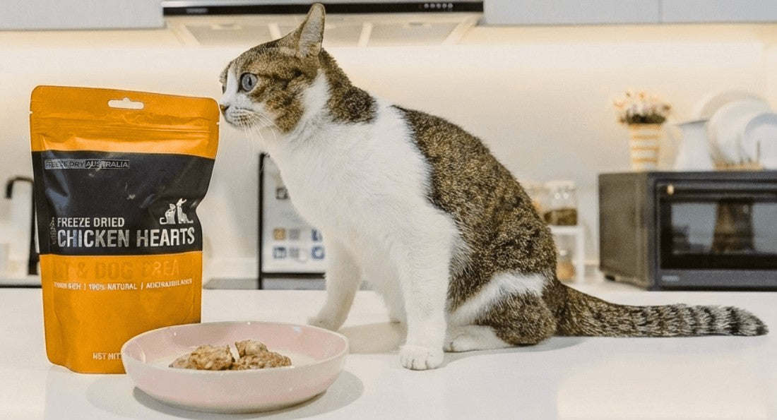 Cat on a kitchen bench beside a bag of freeze dried chicken hearts
