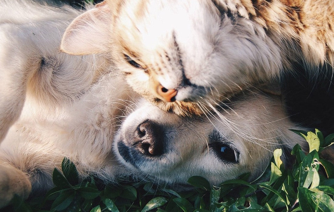 Cat and dog cuddled up together on the grass