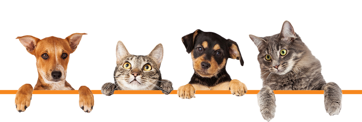 Freeze dried pet food and treats manufacturing