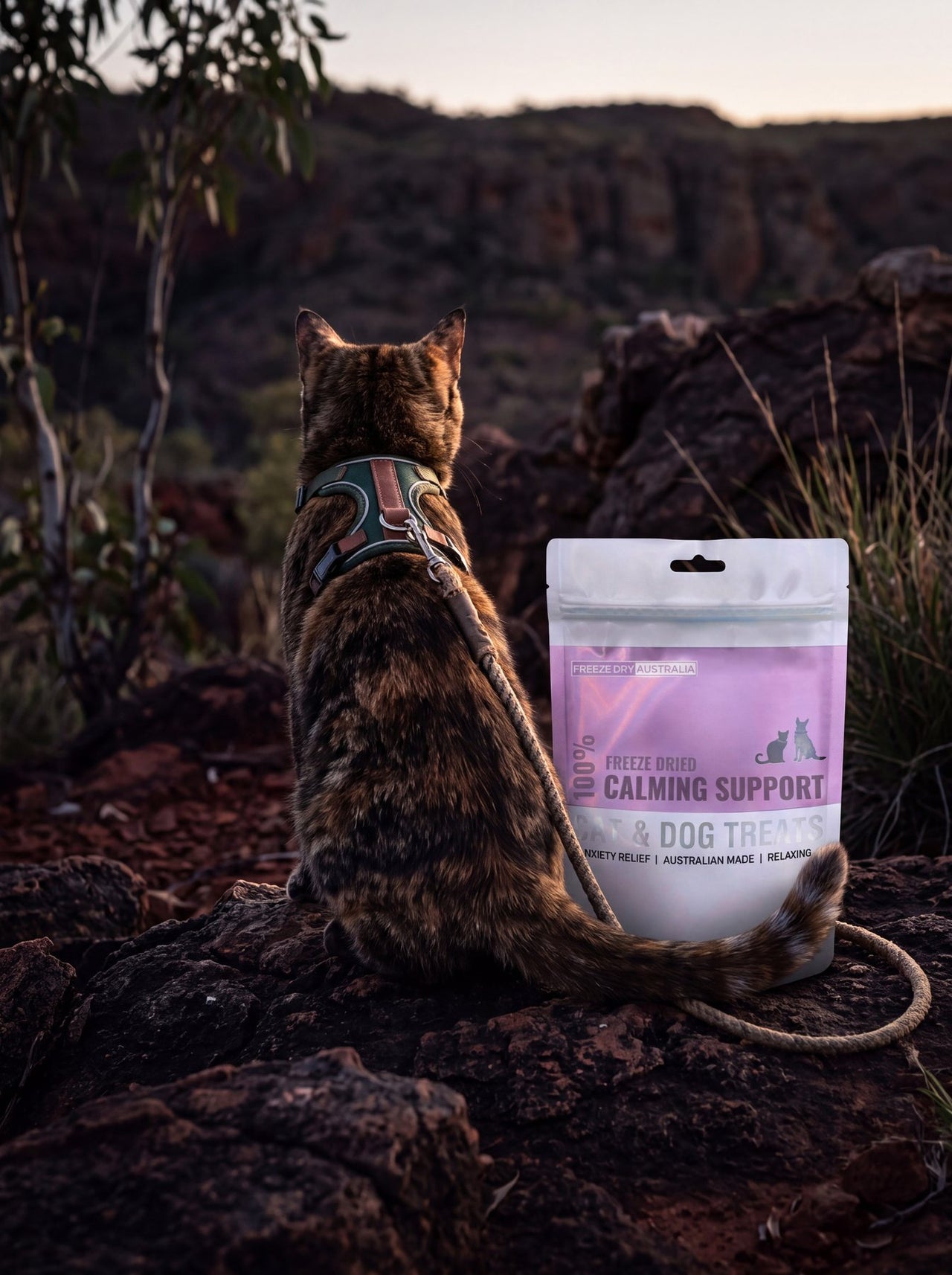 A cat in a harness sitting on a rock at dusk beside a bag of Freeze Dry Australia Calming Support