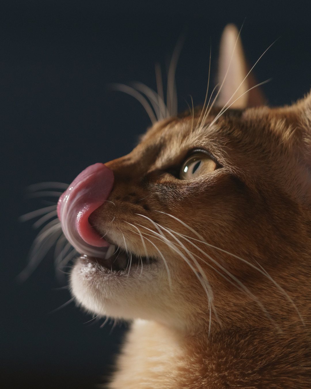 A ginger cat licking its lips