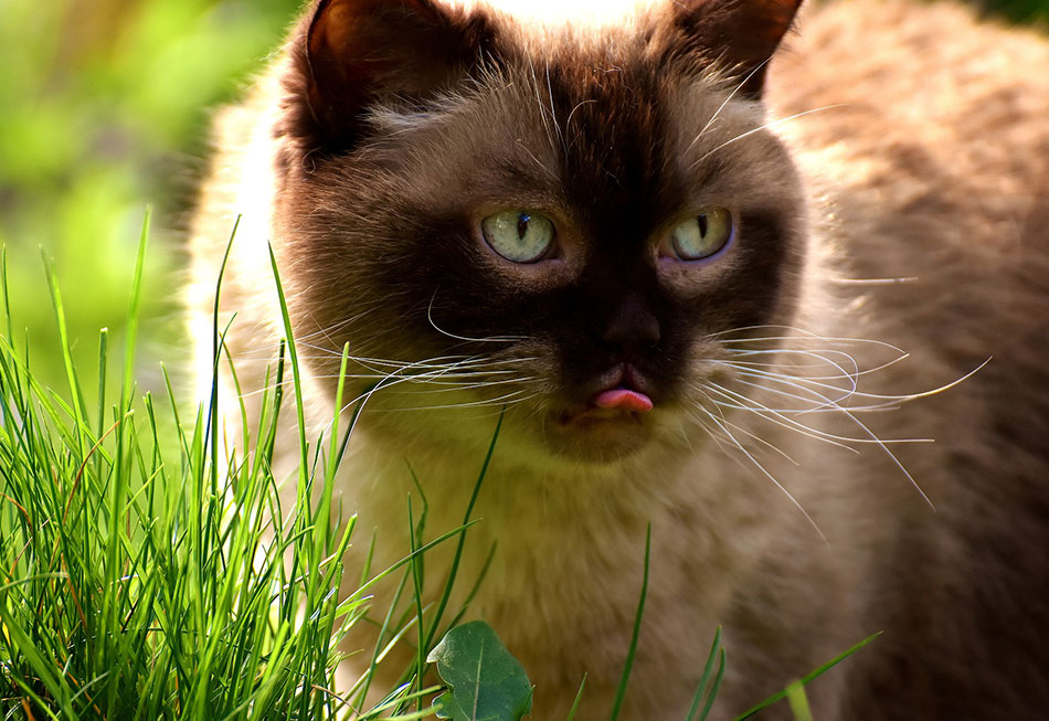 Can My Cat Eat Dog Treats Featured Image