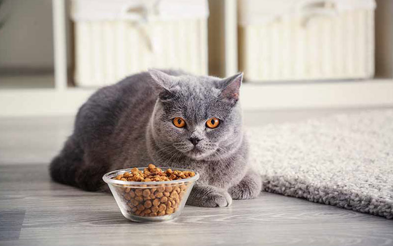 propylene glycol cat food