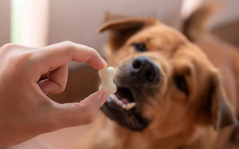 Dog Gut Health & How to Improve it - Immune System - probiotics