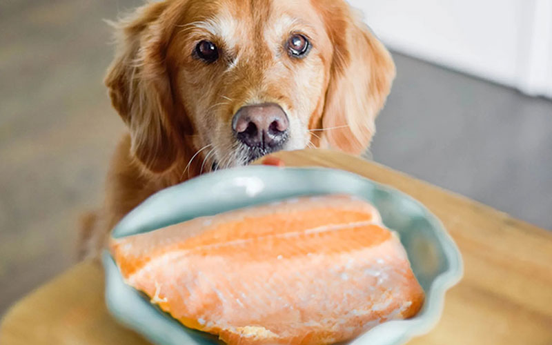 Best Fish Treats For Dogs