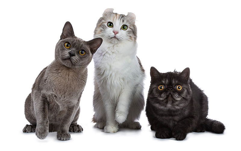 functions of fats in cats food and health