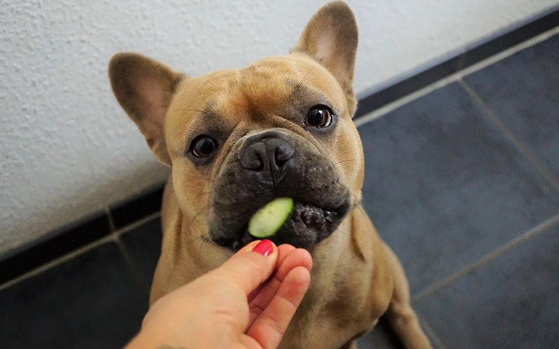 How To Start a Dog on a Raw Diet - The Must Read Raw Feeding Guide 2