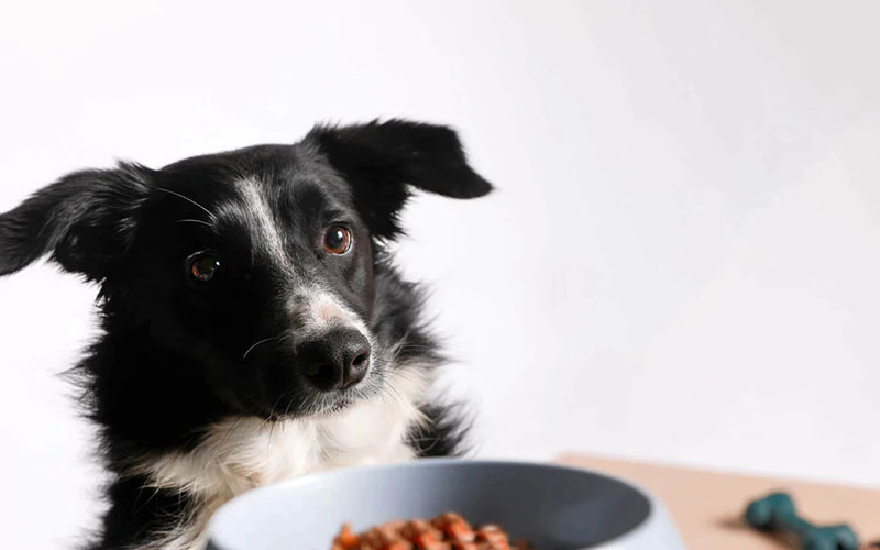 How To Start a Dog on a Raw Diet - The Must Read Raw Feeding Guide