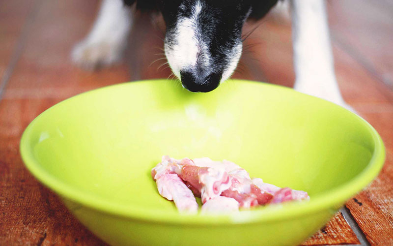 raw food diets for dogs