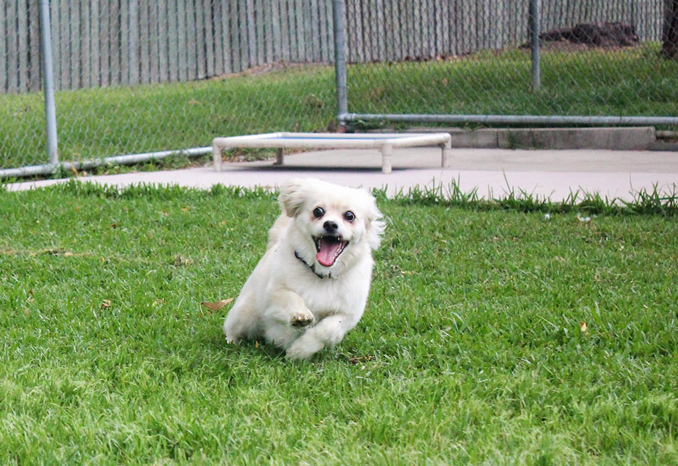 Why Does My Dog Go Crazy After Eating - Unpacking The Zoomies Featured Image