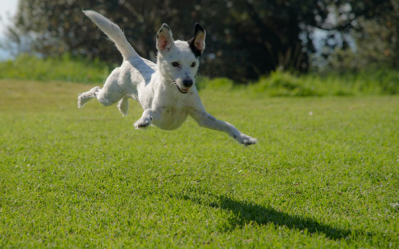 Why Does my dog go crazy after eating - unpacking the zoomies