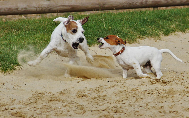 why does my dog turn into a maniac after eating - the zoomies 10