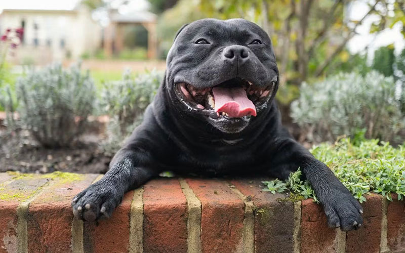 why does my dog turn into a maniac after eating - the zoomies 12