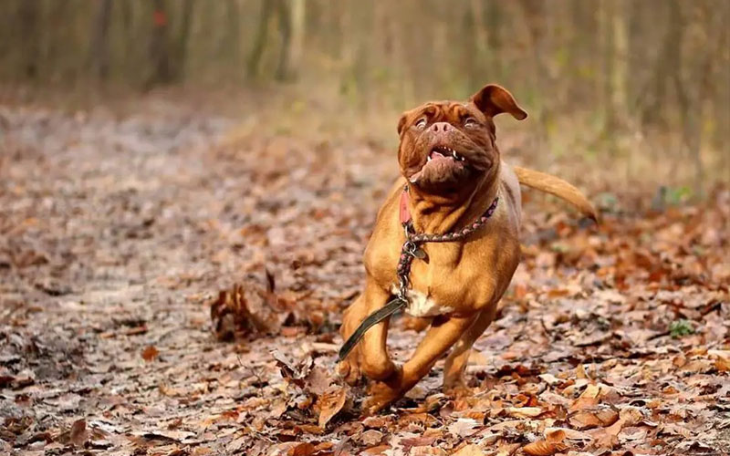 why does my dog turn into a maniac after eating - unpacking the zoomies 1