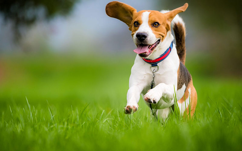 why does my dog turn into a maniac after eating - unpacking the zoomies 2