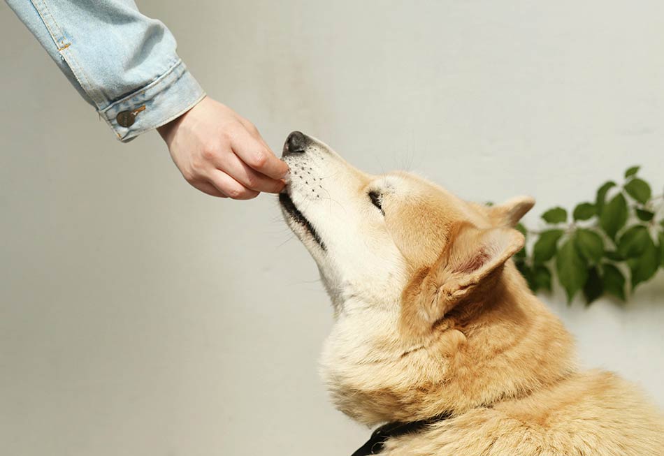 Are Novel Proteins Good for Dogs