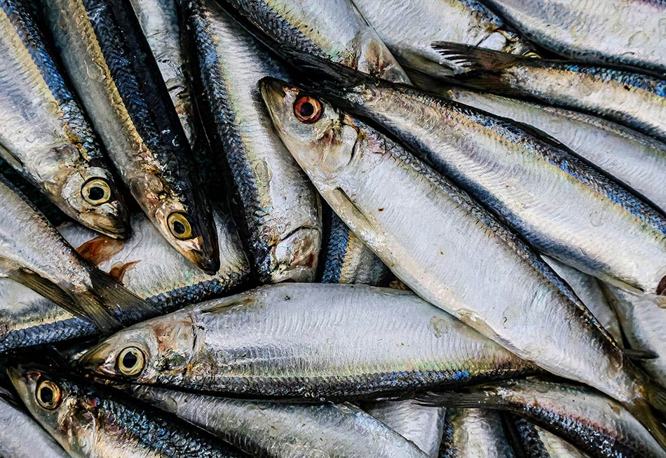 What Kind of Sardines Are Good for Dogs